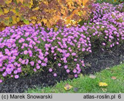 Aster-ozdobne Heinz Richard