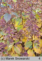 Hydrangea paniculata Wim's Red