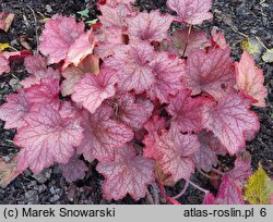 Heuchera Georgia Peach