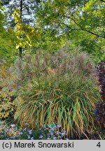 Miscanthus sinensis Zwergzebra