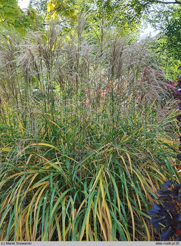 Miscanthus sinensis Zwergzebra