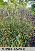 Miscanthus sinensis Zwergzebra