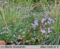 Symphyotrichum dumosum Blanice