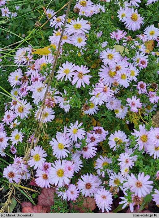 Symphyotrichum dumosum Blanice