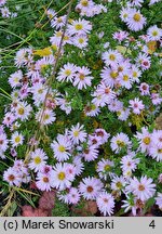 Symphyotrichum dumosum Blanice