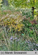 Stipa gigantea (ostnica olbrzymia)