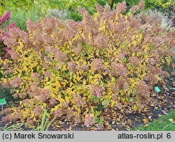 Hydrangea paniculata Dolly