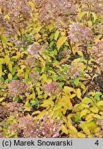 Hydrangea paniculata Dolly