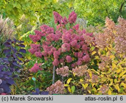 Hydrangea paniculata Sundae Fraise