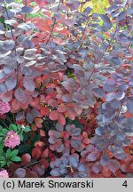 Cotinus coggygria Velvet Cloak