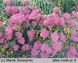 Hydrangea paniculata Renhy