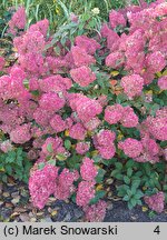 Hydrangea paniculata Sundae Fraise