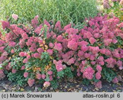 Hydrangea paniculata Sundae Fraise