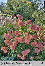 Hydrangea paniculata Phantom