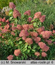 Hydrangea paniculata Phantom