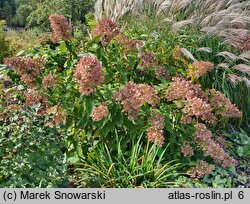 Hydrangea paniculata Unique