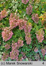 Hydrangea paniculata Unique