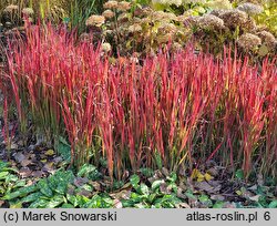 Imperata cylindrica Red Baron