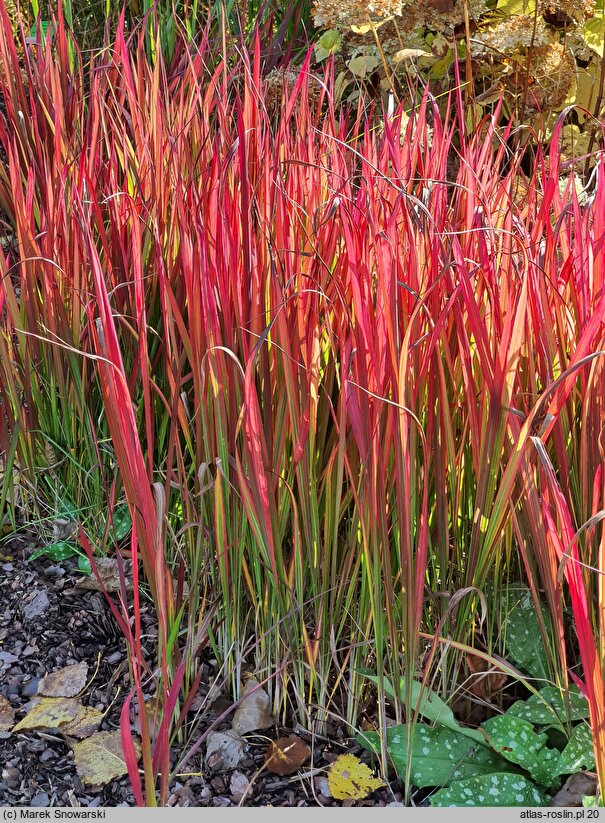 Imperata cylindrica Red Baron