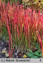 Imperata cylindrica Red Baron