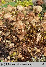 Hydrangea arborescens NCHA1