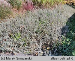 Salix repens ssp. repens var. arenaria (wierzba płożąca typowa odm. piaskowa)