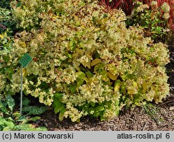 Hydrangea arborescens Hayes Starburst