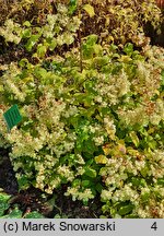 Hydrangea arborescens Hayes Starburst