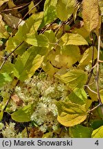 Hydrangea arborescens Hayes Starburst