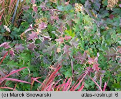 Hydrangea quercifolia Hayko's Zwerg