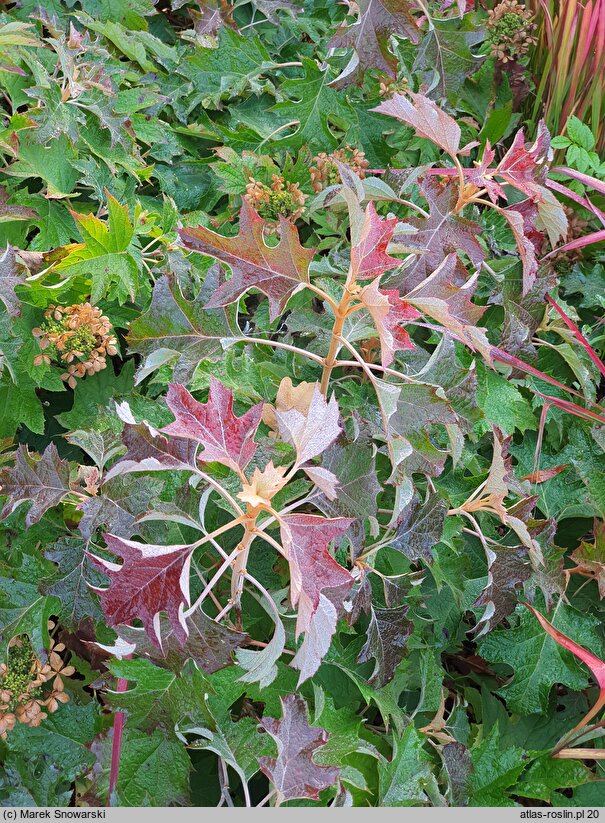 Hydrangea quercifolia Hayko's Zwerg