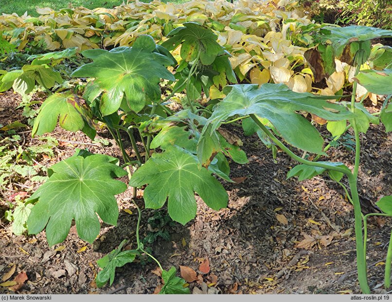 Podophyllum pleianthum