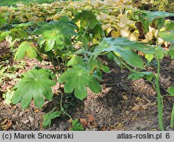 Podophyllum pleianthum