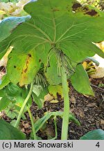 Podophyllum pleianthum