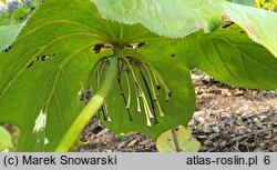 Podophyllum pleianthum