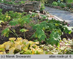 Podophyllum pleianthum