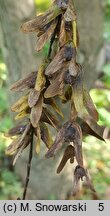 Pterocarya hupehensis (skrzydłorzech hupejski)