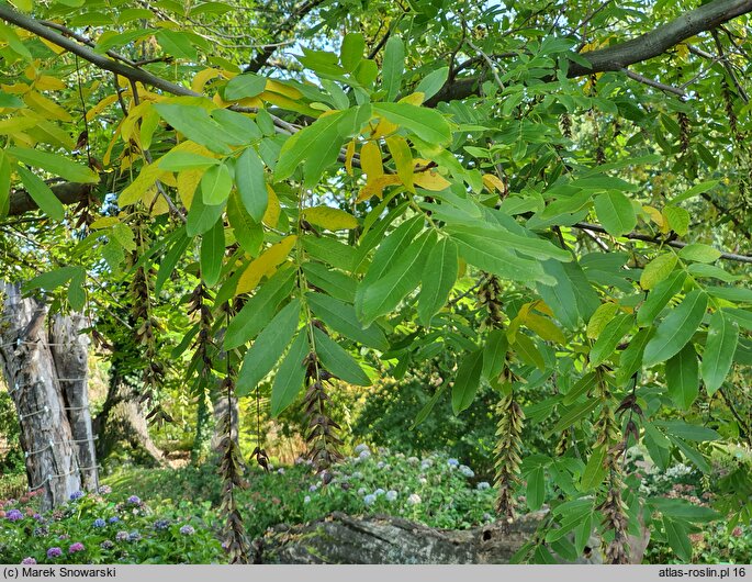 Pterocarya hupehensis (skrzydłorzech hupejski)