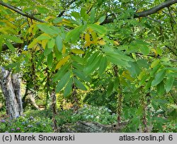 Pterocarya hupehensis (skrzydłorzech hupejski)