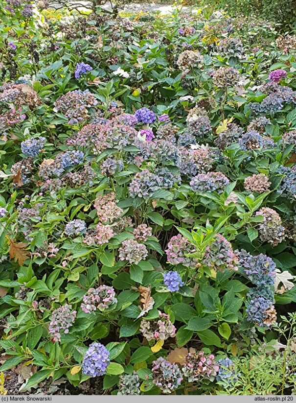 Hydrangea macrophylla Mathilde Gütges