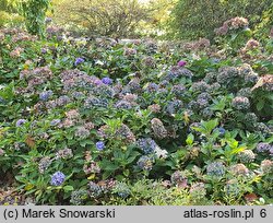 Hydrangea macrophylla Mathilde Gütges