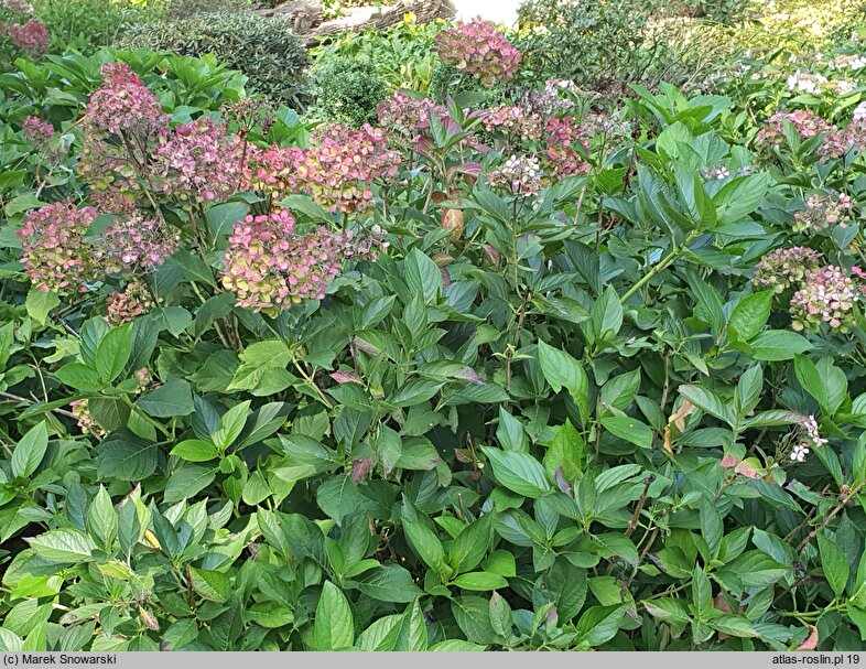 Hydrangea macrophylla Yodogama