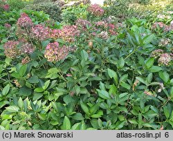 Hydrangea macrophylla Yodogama