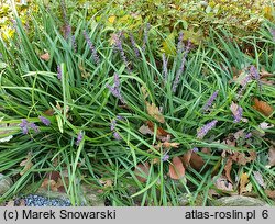 Liriope muscari Big Blue