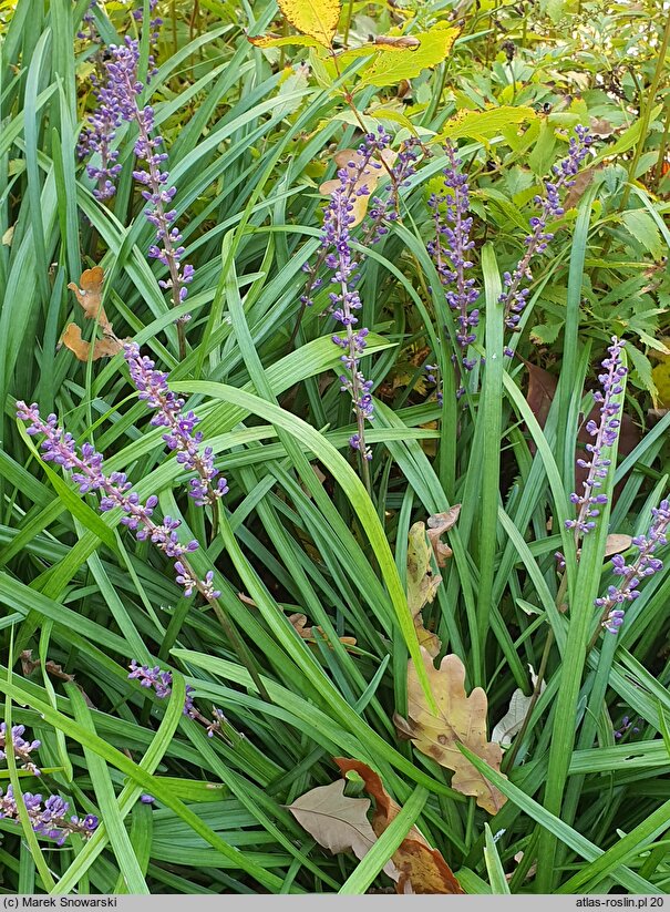 Liriope muscari Big Blue