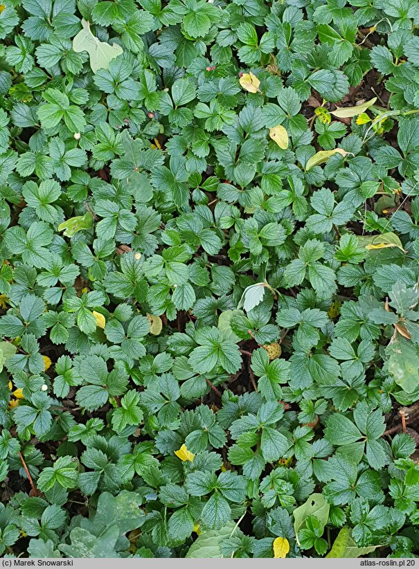 Fragaria chiloensis Chaval