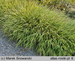 Hakonechloa macra Albovariegata