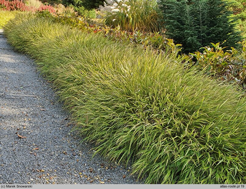 Hakonechloa macra Albovariegata