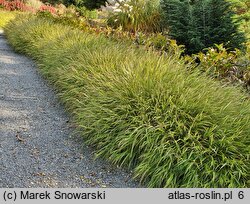 Hakonechloa macra Albovariegata