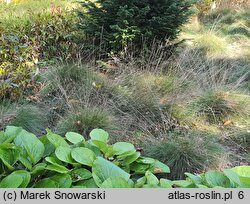 Festuca pallens Miedzianobrody